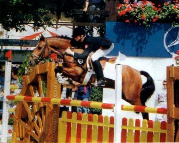 Deckhengst Shining Starr Aristo (New-Forest-Pony, 1982, von Noordererf Chap)