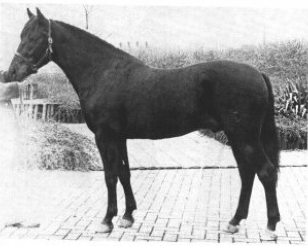 stallion Queenswood Solomon (New Forest Pony, 1975, from Sweethills Tango)
