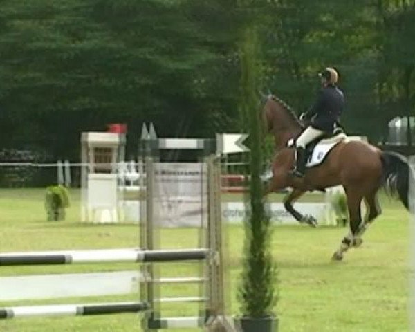 horse Winston (KWPN (Royal Dutch Sporthorse), 2003, from Great Pleasure)