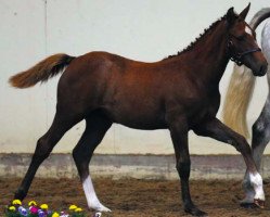 Springpferd Diamond Diamant (Irish Sport Horse, 2016, von Diamant de Semilly)