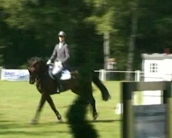 Springpferd Rouis Louis (Rheinländer, 2002, von Raschid N)