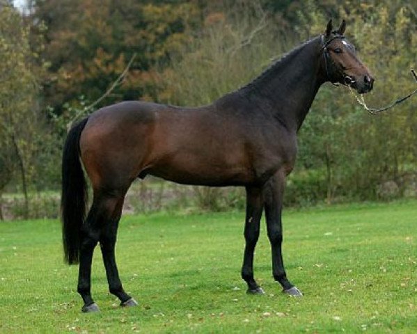 stallion Viceroy T (Royal Warmblood Studbook of the Netherlands (KWPN), 2002, from Indoctro)