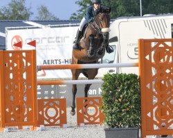 jumper Pilar Dwerse Hagen (Belgian Warmblood, 2015, from Carlow van de Helle)