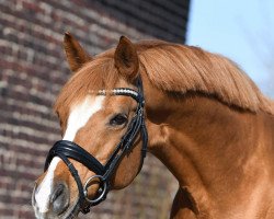 broodmare Daisys Dolly (German Riding Pony, 2003, from Heidbergs Nancho Nova)