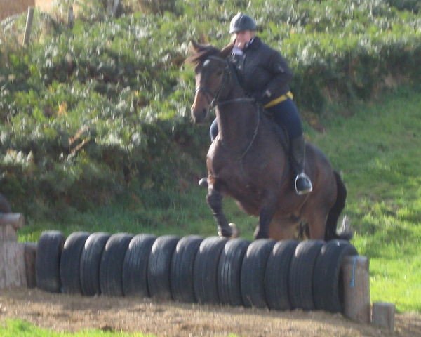 broodmare Strathorns Morning Star (Scottish Sports Horse, 1999, from Kestrel Bridge)