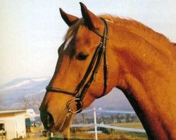 stallion Secundus (KWPN (Royal Dutch Sporthorse), 1976, from Rigoletto)