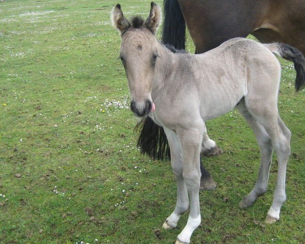 horse Good Morning Romeo (Scottish Sports Horse, 2011, from McJonnas)