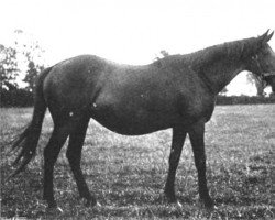 broodmare Darkie xx (Thoroughbred, 1889, from Thurio xx)