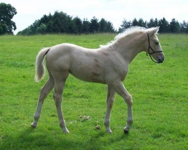 horse Casino Sunrise (Scottish Sports Horse, 2009, from McJonnas)