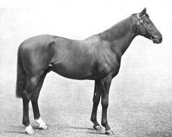 stallion Santry xx (Thoroughbred, 1901, from Gallinule xx)