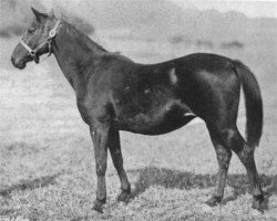 broodmare E.P. xx (Thoroughbred, 1890, from Necromancer xx)