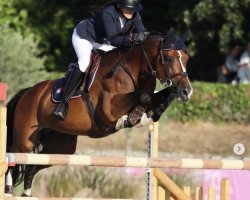 jumper Lyon van de Plataan (Belgian Warmblood, 2011, from Kashmir van't Schuttershof)