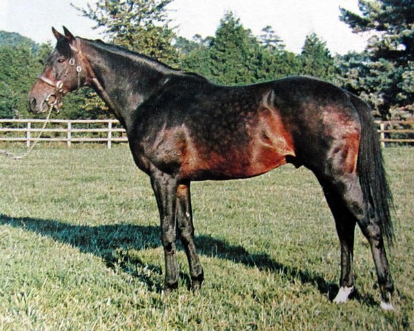 horse Crozier (Thoroughbred, 1963, from Zarathustra xx)