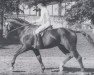 stallion Dorian (Bavarian, 1978, from Donar)
