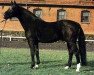 horse Don Carlos (Hanoverian, 1962, from Dominik)