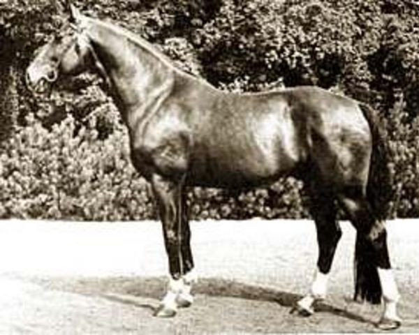 horse Dominik (Hanoverian, 1957, from Dömitz I)