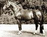 stallion Dominik (Hanoverian, 1957, from Dömitz I)