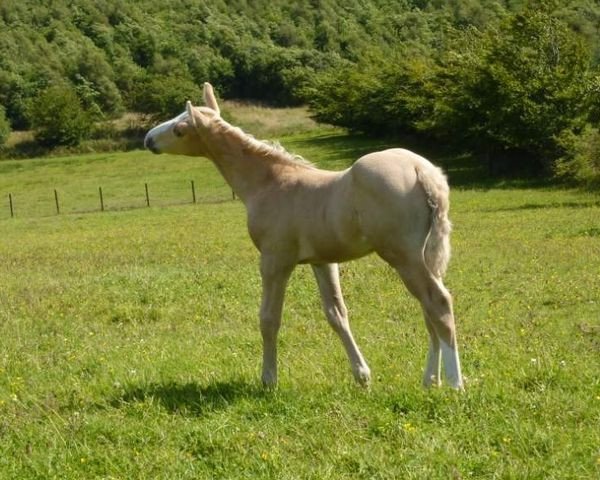 horse Eon (Scottish Sports Horse, 2009, from McJonnas)