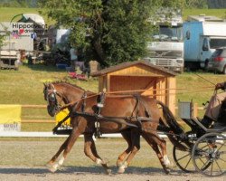 Zuchtstute Mareile G (Deutsches Reitpony, 2015, von Churchill E WE)