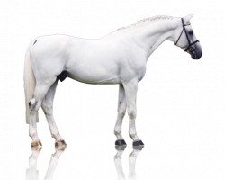 stallion Berlin (Holsteiner, 1994, from Cassini I)