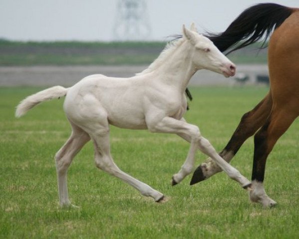 Pferd Mc Lollypop Barones (Nederlands Rijpaarden en Pony, 2013, von McJonnas)