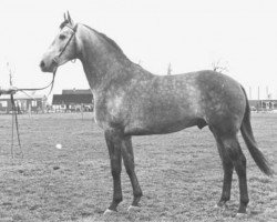 horse Principaal (KWPN (Royal Dutch Sporthorse), 1974, from Formateur)