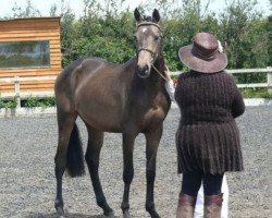 Pferd Goyffos Perfect Storm (Scottish Sports Horse, 2010, von McJonnas)