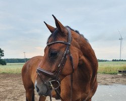 Springpferd Li Grandeur (Mecklenburger, 2016, von Li Charmeur)