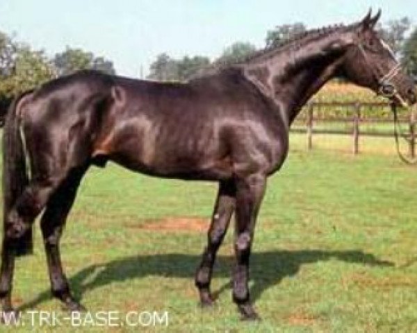 stallion Narew xx (Thoroughbred, 1981, from Athenagoras xx)