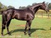 horse Narew xx (Thoroughbred, 1981, from Athenagoras xx)