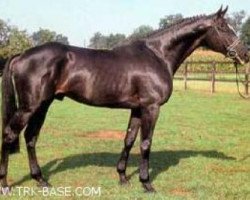 stallion Narew xx (Thoroughbred, 1981, from Athenagoras xx)