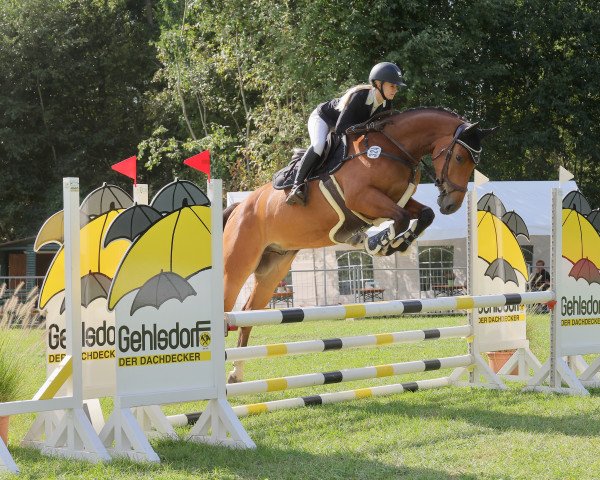 jumper Montignac 4 (KWPN (Royal Dutch Sporthorse), 2017, from A Golden Boy Hero Z)