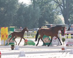 Springpferd Hengst von Ailton / Chacco Chacco (Westfale, 2021, von Pikeur Ailton)