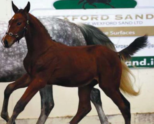 Springpferd CSF Tin Tin (Irish Sport Horse, 2016, von Chin Chin)