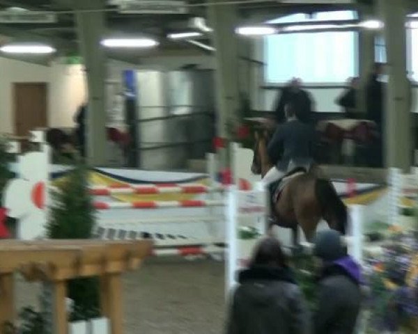jumper Amazing 23 (KWPN (Royal Dutch Sporthorse), 2006, from Acolino 4)