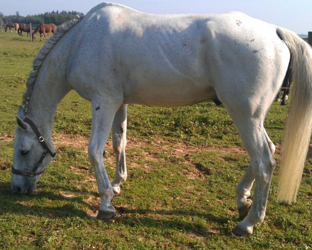 Pferd Geronimo 418 (Sachsen-Anhaltiner, 1996, von Gaspari II)
