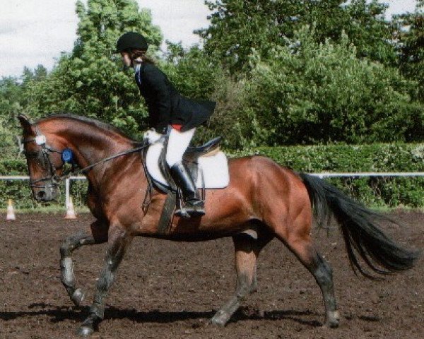 stallion Morjan (Mecklenburg, 1990, from Morgan)