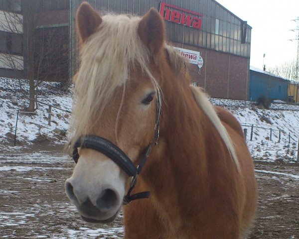 horse Alesi (Haflinger, 2008, from Adler)