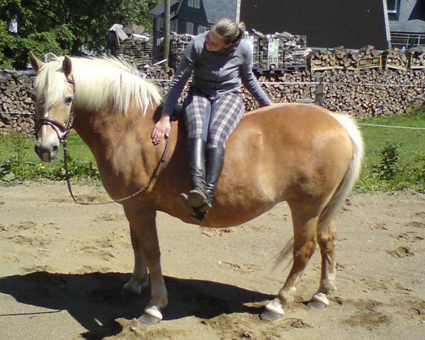 broodmare Helena (Haflinger, 1991, from Hofprinz)