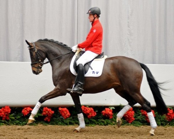 dressage horse Sisi (Westphalian, 2008, from Sandro Hit)