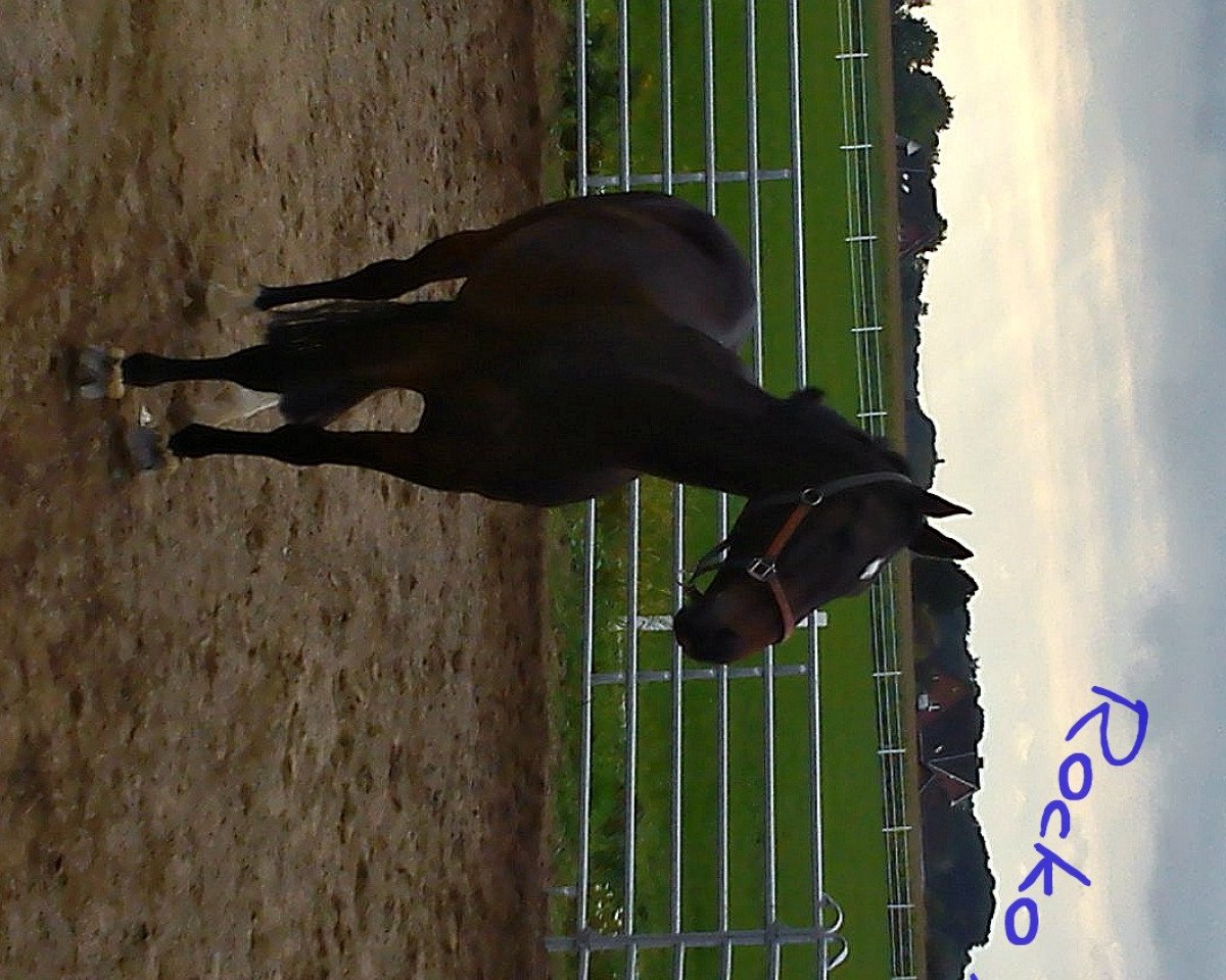 jumper Rocko Freixenet (Westphalian, 2005, from Rockwell)