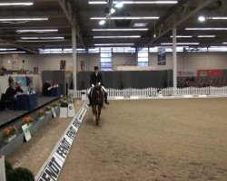 dressage horse Hemingway (Hanoverian, 2004, from His Highness)