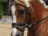 Dressurpferd Golden Crest (Welsh-Cob (Sek. C), 1996, von Geler Cymro Jack)