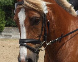 dressage horse Golden Crest (Welsh-Cob (Sek. C), 1996, from Geler Cymro Jack)