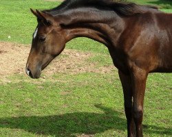 broodmare Hors de prix/Hohenstern (Hanoverian, 2010, from Hohenstein I)