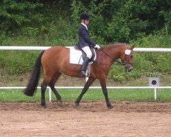 horse Odette (New Forest Pony, 1988, from Granat)