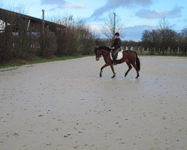 dressage horse Nelly Furtado (German Riding Pony, 2008, from Topnatrejo)