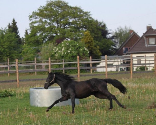 Pferd Rebell (Hannoveraner, 2009, von Rotspon)