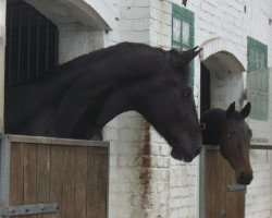 dressage horse Don Matteo (Hanoverian, 2006, from Depardieu 11)