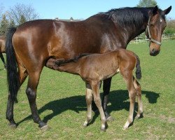 broodmare Mondblume (Mecklenburg, 1991, from Marlesko xx)